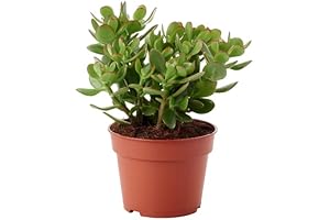 Live Jade Plant Crassula Ovata 6" Pot - Easy To Care For