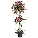 Nearly Natural 5ft. Mini Bougainvillea Topiary
