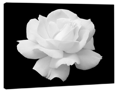 Canvas Art Picture - White Rose Flower On Black Background + A1 Single Panel - Size 77cm x 52cm - Stapled onto Timber frames, ready to hang - Exclusive Art by Fluffy Cloud Design