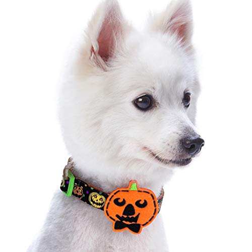 Blueberry Pet Halloween Harvest Pumpkin Classic