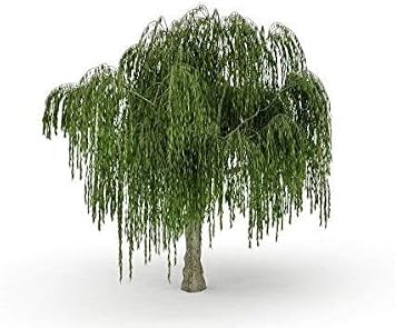 Dwarf Weeping Willow Tree Cutting - Burning Bush Weeping Willow - Unique and Small Indoor/Outdoor Tree Shrub Plant - Excellent Bonsai Tree - Ships Bare Root, No Pot or Soil
