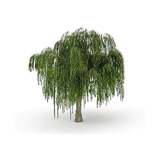 Dwarf Weeping Willow Tree Cutting - Burning Bush Weeping Willow - Unique and Small Indoor/Outdoor Tree Shrub Plant - Excellent Bonsai Tree - Ships Bare Root, No Pot or Soil