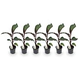 Planta frutal - Platanera - Ensete ventricosum Maurelli - Hardy | 6 piezas - 30-40cm - Ø17cm - Planta de jardín