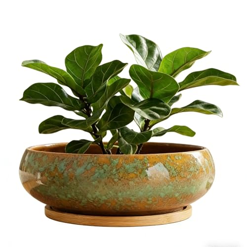 zhoofuuer Succulent Pots with Drainage Hole Ceramic Bonsai Planter, Shallow Round Plant Pot with Saucer for Succulent Indoor Outdoor, Porch Decor, Gifts for Plant Lover 6 Inch Green