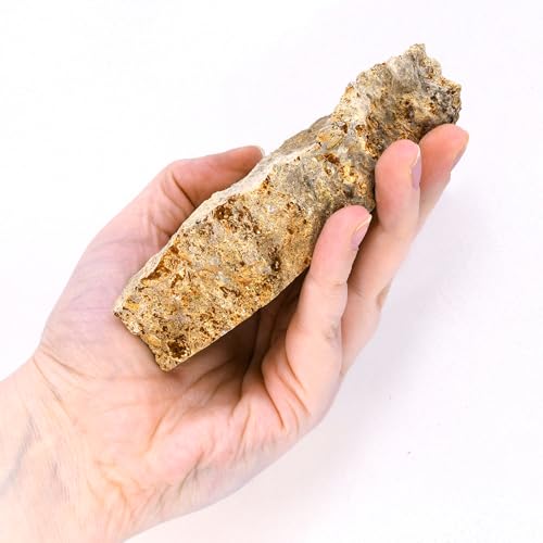 Image of Eisco Fossiliferous Limestone Rock Specimen, Visible Fossils, 3 inch Sample