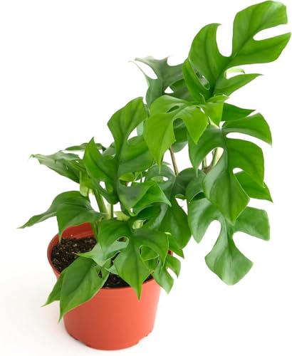 Shop Succulents Philodendron Split Mini, Live Indoor Plant, Compact Low Maintenance...