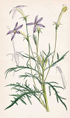 Isotoma Senecioides; var. subpinnatifida. Groundsel-leaved Isotoma; subpinnatifid var. Tab. 5073 - Australia Australien / Pflanze Planzen plant plants / flower flowers Blume Blumen / botanical B ...
