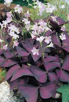 Radha Krishna Agriculture® Oxalis Triangularis mix colour Flower Bulbs For Outdoor And Indoor Gardening Pack of 2 Bulbs (B0B1DYJNY3) Amazon Price History, Amazon Price Tracker