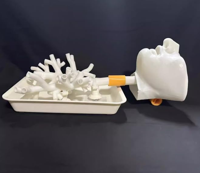 Entraîneur de bronchoscopie de taille réelle AMITD mannequin éducation médicale - 4