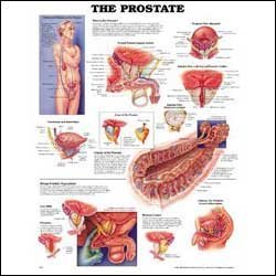 Male Prostate Anatomy Chart