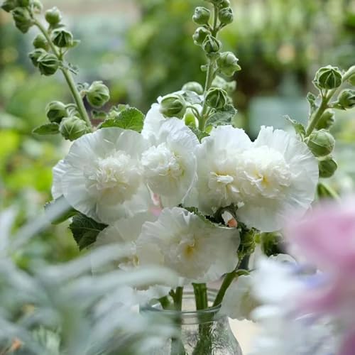 Semi di malvarosa, semi di estivi biologici giardino arbusti da giardino roccioso selvatici regali per gli amanti del 55pcs