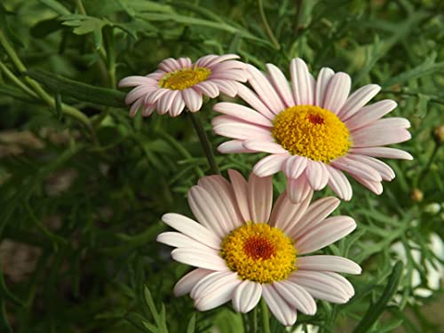 Notswoh-Mixed Daisy Flower Seed Plant Mix - 100 Seeds #TOP5