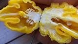 1 Pc Giallo PRIMO superhot Chili Pepper 15 Semi estrema Rare Record Mondiale