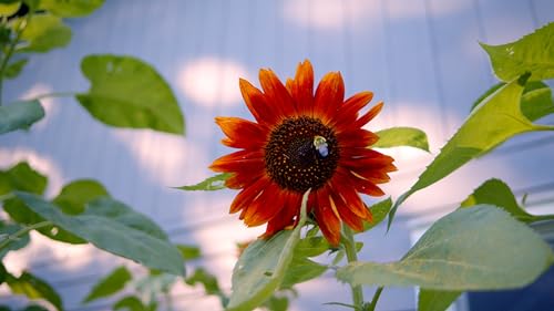 Sereniseed Sunflower Seeds Collection (10-Pack) – 100% Non GMO, Open Pollinated – Grow Guide - Thumbnail 5