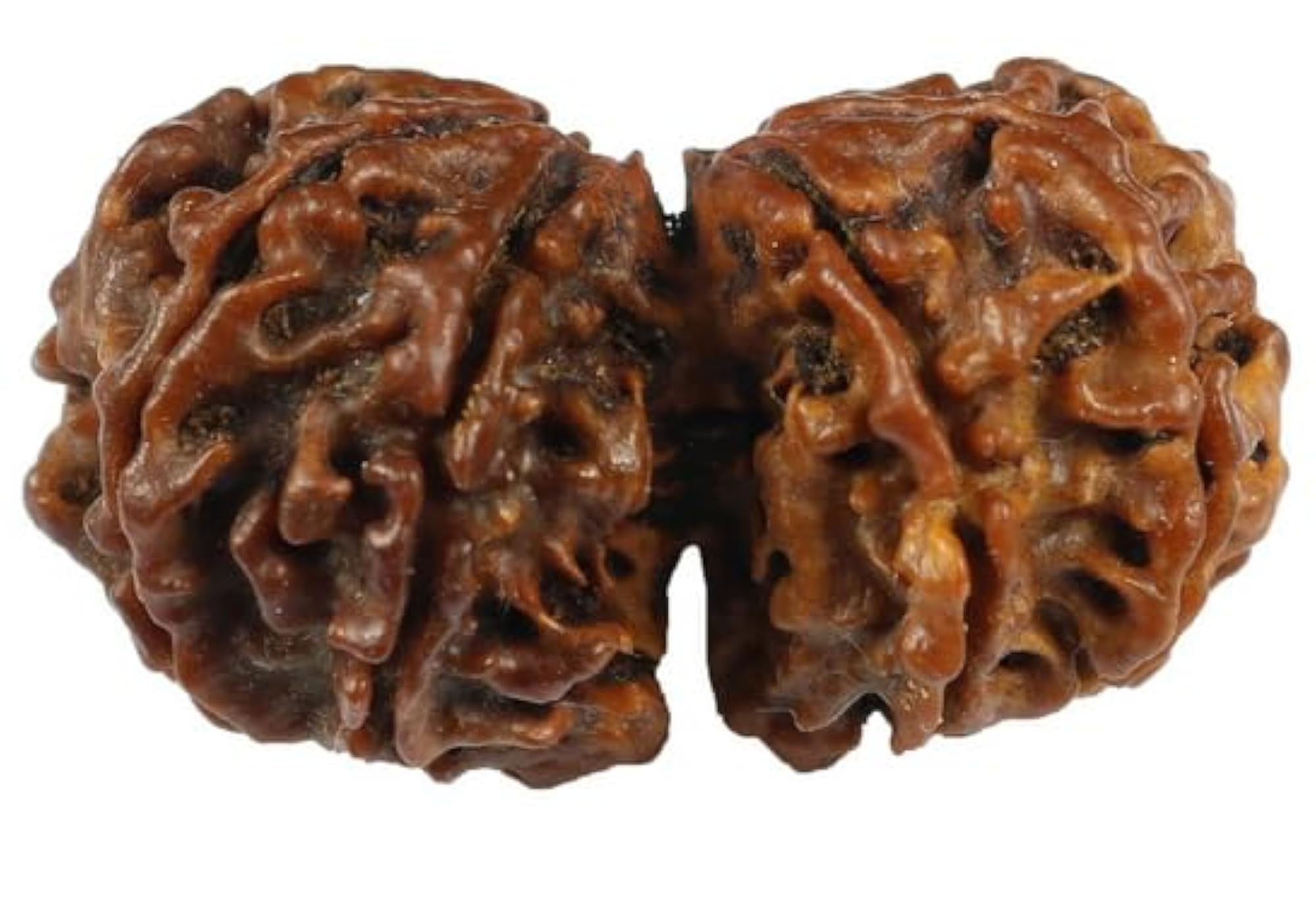 Natural Gori Shankar Rudraksha Beads, Genuine Pendant Making