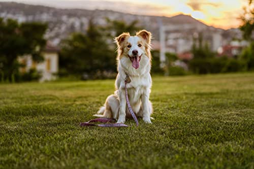 Tickless EcoPet – Biologisch abbaubarer, natürlicher, chemikalienfreier Ultraschall-Zecken- und Flohschutz für Haustiere – Braun