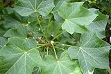 Daun Jarak Pagar - Jatropha curcas leaf Dried Leaf (80 Gram)