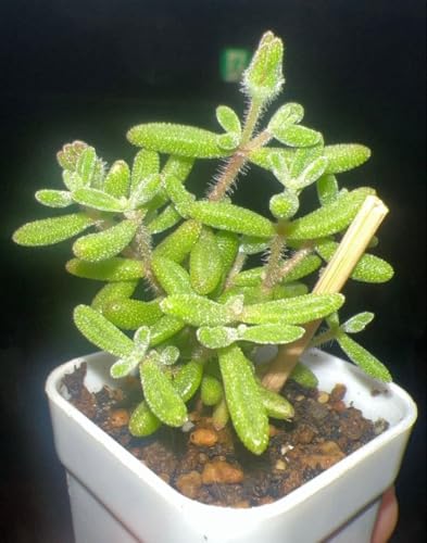 �h���T���e�}�� �_�C�������h �����ƂŔ���