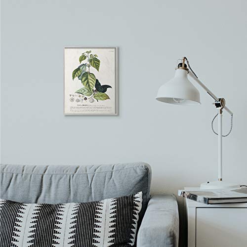 Stupell Industries Botanical Plant Illustration Seeds and Leaves Vintage Design Grey Framed Wall Art, Multi-Color by Stupell Industries - Used condition - US$12.46
