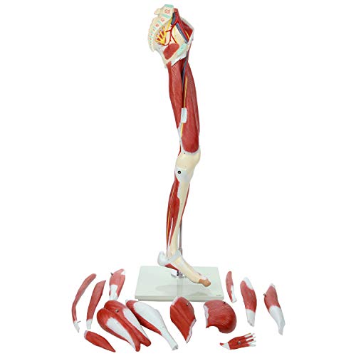 Axis Scientific Leg Model | Muscle Anatomy Model Has 12 Removable Leg Muscles | Muscle Model Details Muscles, Arteries & Veins | Mounted To Base And Includes Detailed Product Manual #TOP3