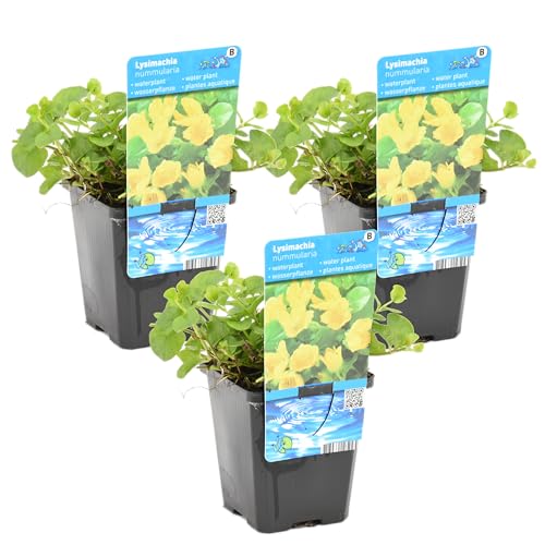 Bloomique - 3er Set - Lysimachia Nummularia - Münzkraut -...