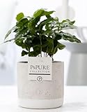 Coffea Arabica in Keramiktopf – Ø12cm 20cm – Tropische Zimmerpflanze...