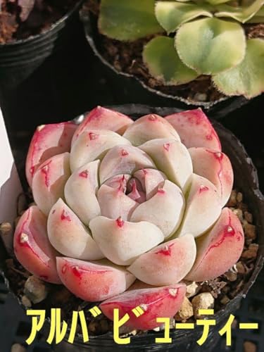 �����A���A���o�r���[�e�B�[ �G�P�x���A