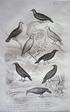  Gravure d\'oiseaux de Buffon. Planche 15 : le pigeon ramier, la colombe tourterelle, la tourtere