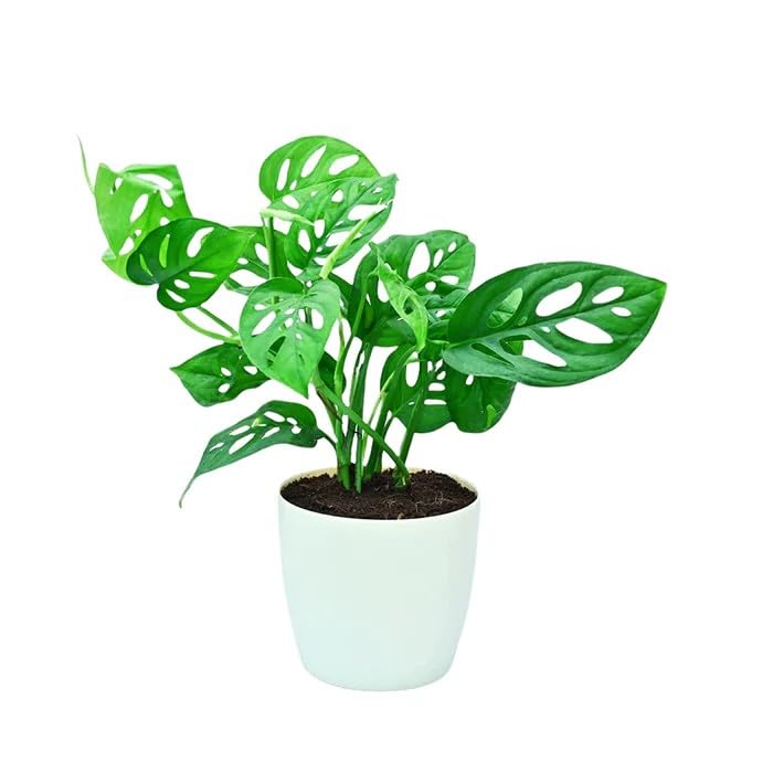 Broken Heart Monstera Indoor Greenery Plant Pack of 1-image-37