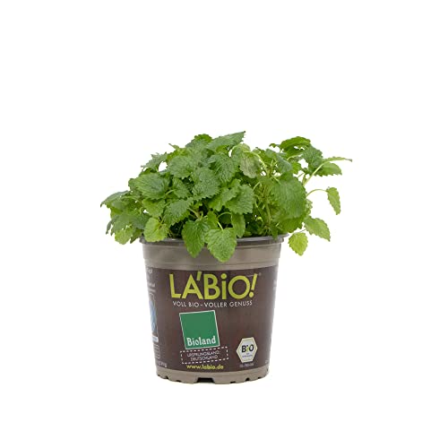 Melissa officinalis - Planta Natural Resistente y Fácil de Cultivar