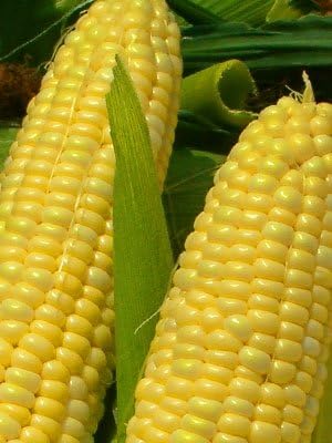 Corn Golden Bantam 8 Open Pollinated Great Heirloom Vegetable by Seed Kingdom (1 Lb Seeds)