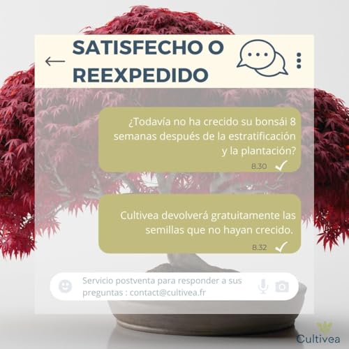 Miniatura 4 de Cultivea Kit De 6 Bonsái Para Cultivar - Jardín - Idea De Regalo Arce Rojo, Cercis Chino, Albizia, Cornejo Kousa, Abeto De Noruega