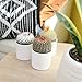 Altman Plants, Assorted Cactus Plants Live Plants (4 Pack), Live Cactus Plant Live Succulents Plants Live Houseplants, Cacti Live Indoor Plants Succulent Plants House Plants in Cactus Soil Potting Mix