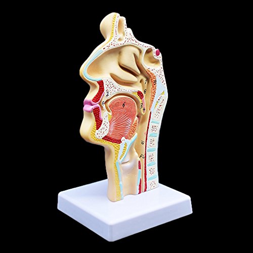 Human Anatomical Nasal Cavity Throat Anatomy Medical Model 4.7x4.7x9.5 ...