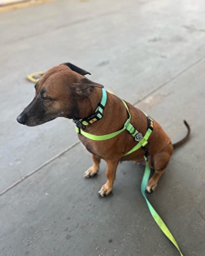 Image of A+a Pets' Gradient' Collar for Dogs & Cats | Waterproof Adjustable for All Breeds (Green, S)