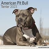  American Pit Bull Terrier Calendar 2023  Square Dog Breed Wall Calendar - 16 Month