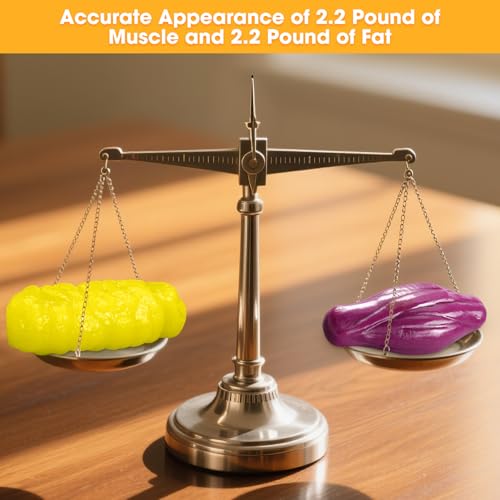 Image of 2.2lb Ultra-Realistic Human Muscle & Fat Anatomy Model - Clinical-Grade Display Tool for Fitness, Nutrition & Body Analysis