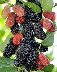 The Royal Crafty Healthy All Time Long Finger Taiwan Mulberry/Shahtoot Fruit (Cutting/Grafted) Live Plant (B0CV7GY1P3) Amazon Price History, Amazon Price Tracker