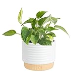 Costa Farms Golden Pothos Live Plant, Devil's Ivy in Decorative Pot, Easy to Maintain, Air Purifying Indoor Houseplant, Home, Room, or Office Decor, House Warming or Birthday Gift, 12-14 Inches Tall