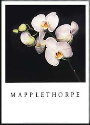 Amazon Co Jp ポスター ロバート メイプルソープ Orchid 額装品 アルミ製ハイグレードフレーム ブラック ホーム キッチン Amazon Co Jp ポスター ロバート メイプルソープ Orchid 額装品 アルミ製ハイグレードフレーム ブラック ホーム キッチン