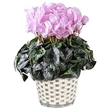 花のギフト社 シクラメン ギフト プレゼント 鉢植え 誕生日 6号鉢 ランジェリーピンク お歳暮