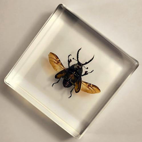 Image of 2.9 inch Real Lamprima Adolphinae Jewel Stag Beetle w /Open Wings in Crystal Clear Lucite Resin Specimen Preserved Insect Bugs Taxidermy Collection Biology Science Education Desk Ornament Display Supplies