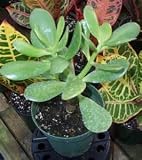 Jade Plant - Crassula Ovuta - Easy to Grow
