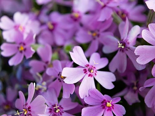Greenwood Nursery: Live Ground-Cover Plants - Purple Beauty Creeping/Moss Phlox + Subulata - [Qty: 2X Pint Pots] - (Click for Other Available Plants/Quantities)