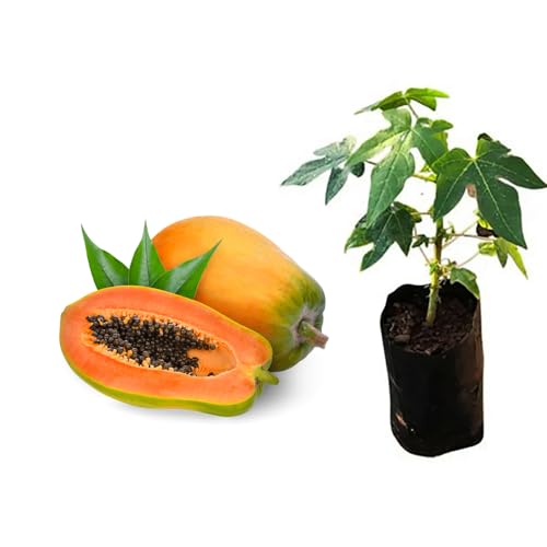 Genérico, Muda de Mamão Formosa 50 a 80cm AMK - Plantas Online