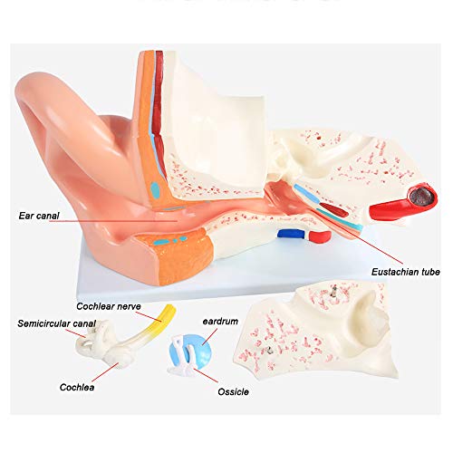 Modèle d'oreille humaine 3 fois pour cours d'anatomie et e-learning