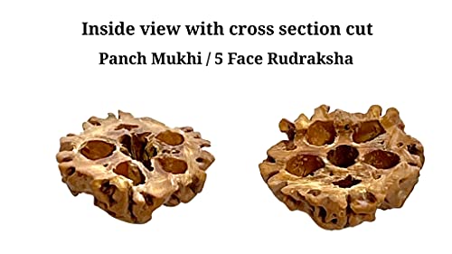Himalayan organic five face Rudraksha necklace mala. Standard size 108 beads grown up in Himalaya of Nepal without chemical, wax and color treatment4