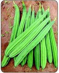 Golden Hills Farm 50 seeds Ridge Gourd F1 Hybrid Seeds (B07S2JVHN8) Amazon Price History, Amazon Price Tracker