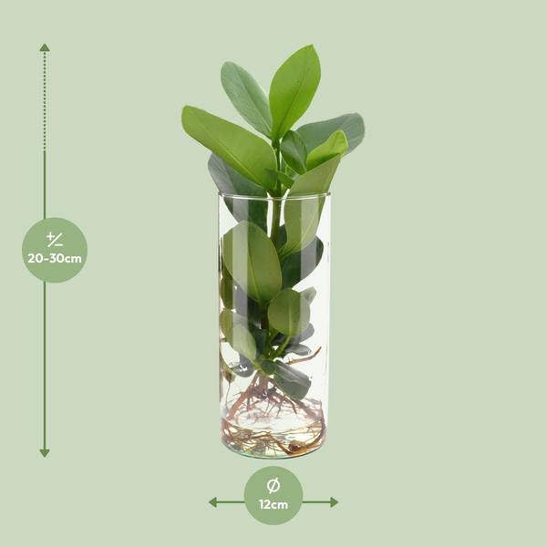 Clusia w szkle cylindrycznym – Ø 12 cm x 30 cm – roślina hydroponiczna w szkle – łatwa w pielęgnacji roślina dekoracyjna do salonu, biura i ogrodu zimowego – pomysł na prezent o nowoczesnym