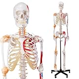 Squelette humain anatomique médical, réplique de squelette de taille réelle avec nerfs de la colonne vertébrale, insertion musculaire et points d'origine, ligaments articulaires, comprend un niveau de roulement, pour médecins, étudiants